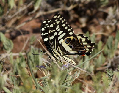 Citrus Swallowtail  Papilio demodocus