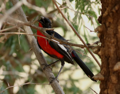 Rdbrstad busktrnskata  Crimson-breasted Shrike  Laniarius atrococcineus