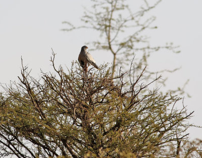 Blek snghk  Pale Chanting Goshawk  Melierax canorus