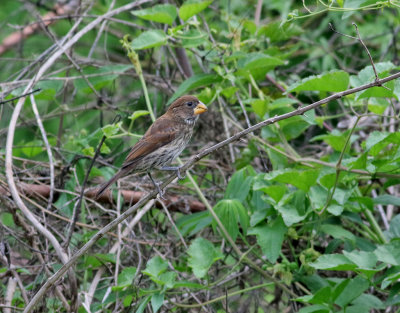 Tjocknäbbad vävare Thick-billed Weaver Amblyospiza albifrons
