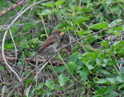 Tjocknbbad vvare  Thick-billed Weaver  Amblyospiza albifrons