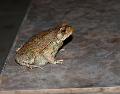 Red Toad  Schismaderma carens.