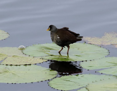 Mindre rörhöna Lesser Moorhen Paragallinula angulata