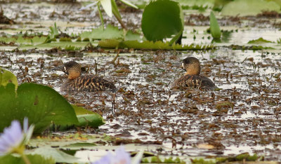 Vitryggig and White-backed Duck Thalassornis leuconotus