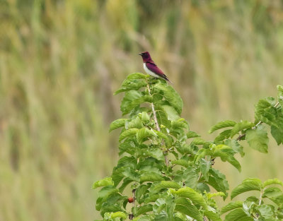 Ametiststare  Violet-backed Starling  Cinnyricinclus leucogaster