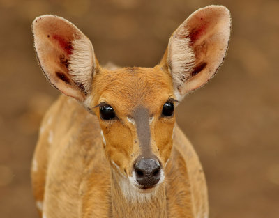 Hieroglyfantilop  Bushbuck  Tragelaphus scriptus