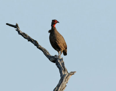 Swainsonfrankolin  Swainson's spurfowl  Pternistis swainsonii