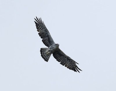 Ayresrn  Ayres's Hawk Eagle  Hieraaetus ayresii