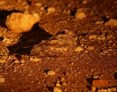 Nightjar sp.