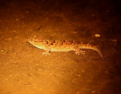 Turner's Thick-toed Gecko   Pachydactylus turneri