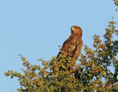 Savannrn  Tawny Eagle  Aquila rapax
