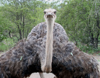 Struts  Common Ostrich  Struthio camelus