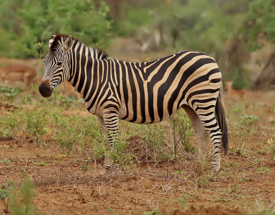 Stppzebra  Burchell's Zebra  Equus quagga burchellii