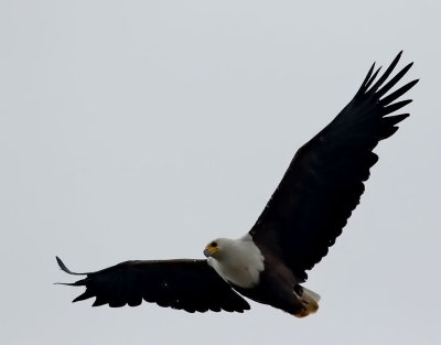 Skrikhavsörn African Fish Eagle Haliaeetus vocifer