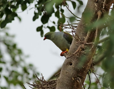 Afrikansk grnduva  African Green Pigeon  Treron calvus