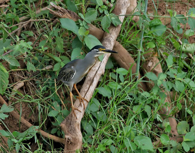 Mangrovehger Striated Heron   Butorides striatus