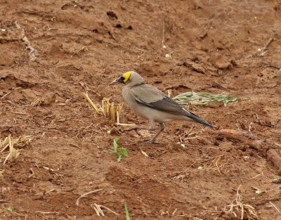 Flikstare  Wattled Starling  Creatophora cinerea