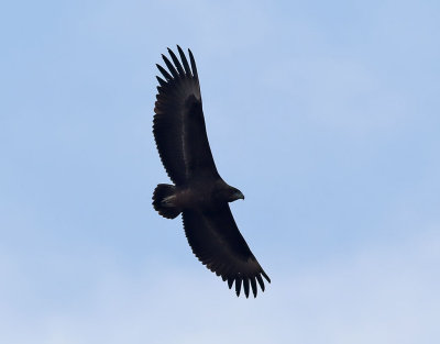 Gycklarörn Bateleur Terathopius ecaudatus