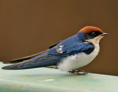 Trdstjrtad svala  Wire-tailed Swallow  Hirundo smithii
