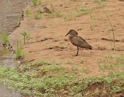 Skuggstork  Hamerkop  Scopus umbretta