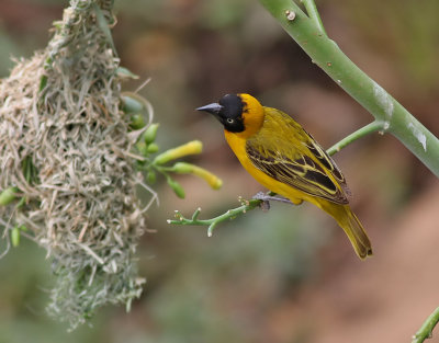 Mindre maskvvare  Lesser Masked Weaver  Ploceus intermedius