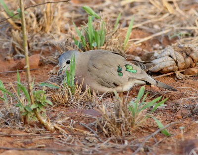 Smaragdflckduva  Emerald-spotted Wood Dove  Turtur chalcospilos