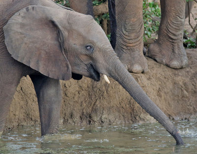 Afrikansk elefant  African Elephant  Loxodonta africana