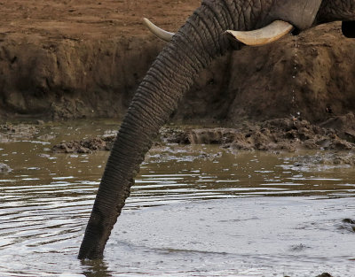 Afrikansk elefant  African Elephant  Loxodonta africana