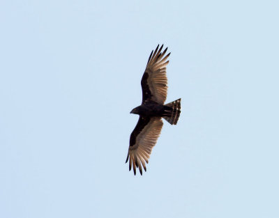 Brun ormrn  Brown Snake Eagle  Circaetus cinereus