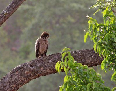 Wahlbergs örn Wahlberg's Eagle Hieraaetus wahlbergi