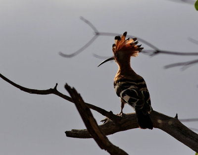 Afrikansk härfågel African Hoopoe Upupa africana