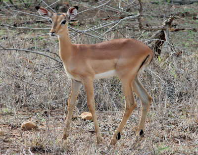 Impala  Common Impala  Aepyceros melampus