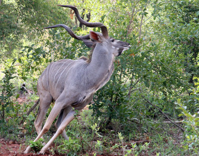 Strre kudu Greater Kudu  Tragelaphus strepsiceros