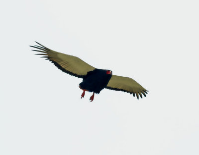 Gycklarörn Bateleur Terathopius ecaudatus
