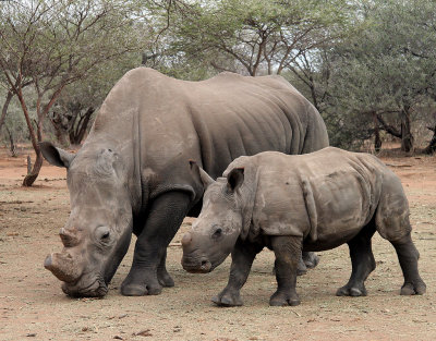 Trubbnoshrning  White Rhinoceros <br< Ceratotherium simum