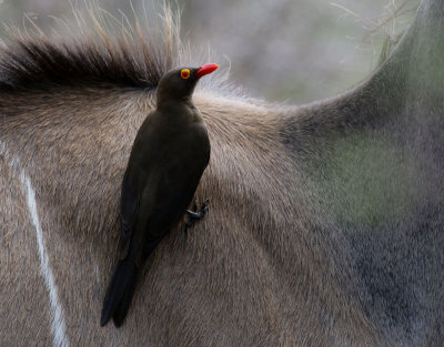 Rdnbbad oxhackare  Red-billed Oxpecker  Buphagus erythrorynchus