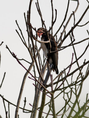 Krontoko  Crowned Hornbill  Lophoceros alboterminatus
