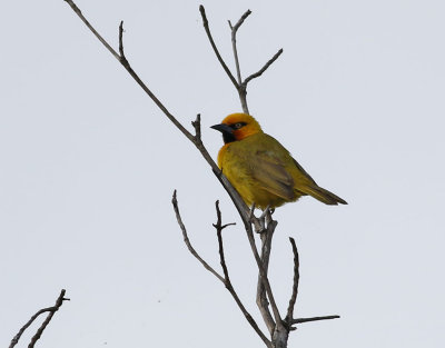 Glasögonvävare Spectacled Weaver Ploceus ocularis