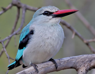 Savannkungsfiskare Woodland Kingfisher Halcyon senegalensis