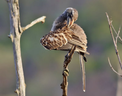 Grtoko  African Grey Hornbill  Lophoceros nasutus