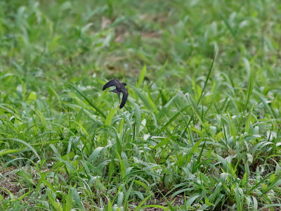 Svartsvala  Black Saw-wing  Psalidoprocne pristoptera