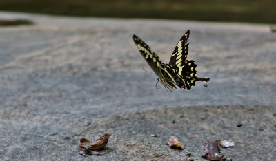 Emperor Swallowtail  Papilio ophidicephalus