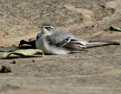 Bergärla Mountain Wagtail Motacilla clara
