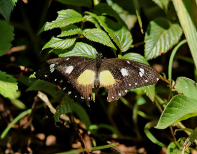 White-banded swallowtail  Papilio echerioides