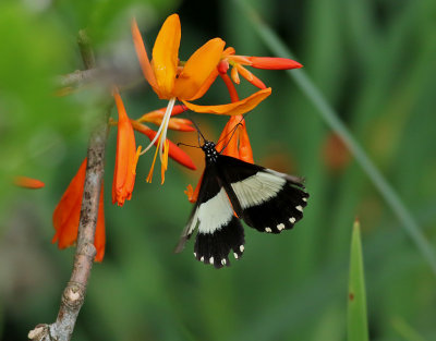 White-banded swallowtail  Papilio echerioides