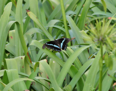 Green-banded Swallowtail  Papilio nireus lyaeus