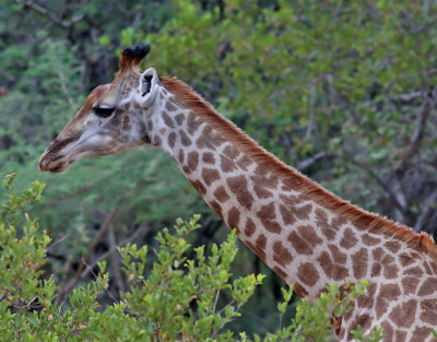 Giraff  Giraffe  Giraffa camelopardalis