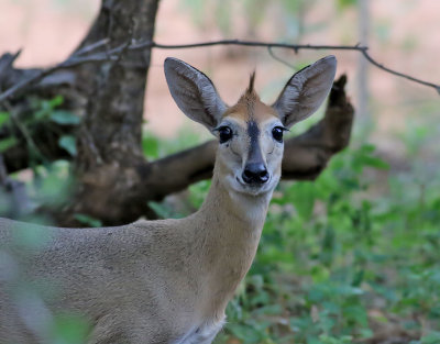 Grdykare   Common Duiker  Sylvicapra grimmia