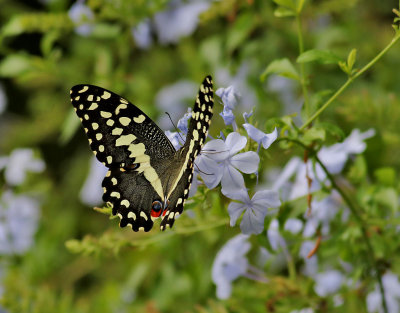 Citrus Swallowtail  Papilio demodocus