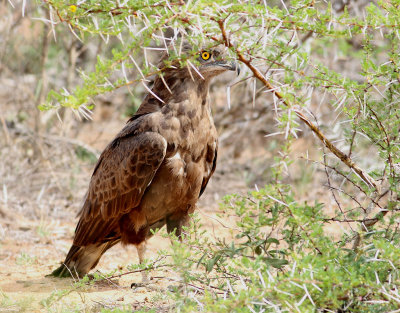 Brun ormörn Brown Snake Eagle Circaetus cinereus